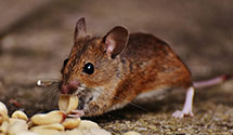 24 Hour & Emergency Exterminators in Apple Grove, NC